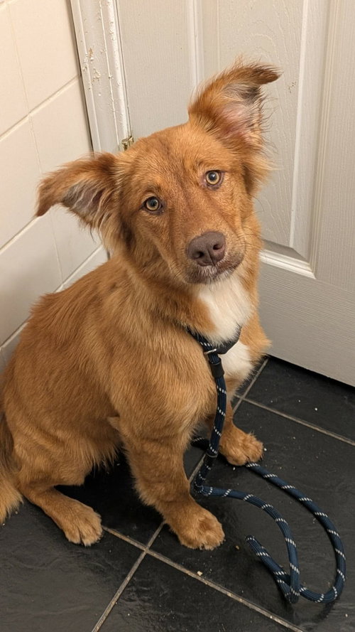 Fifa, an adoptable Golden Retriever in St. Louis, MO