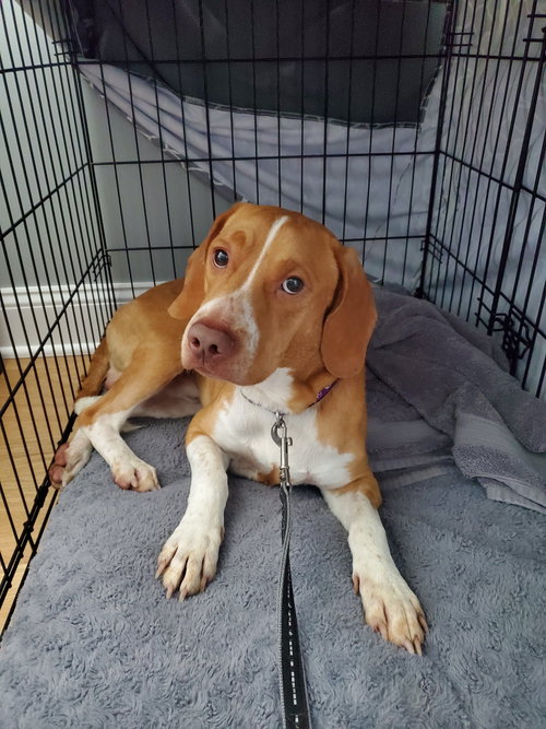 Eddie, an adoptable Hound in St. Louis, MO