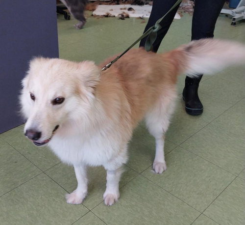 Leo, an adoptable American Eskimo Dog in St. Louis, MO