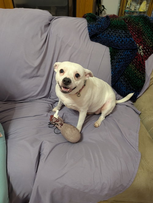 Mellie May, an adoptable Chihuahua in St. Louis, MO