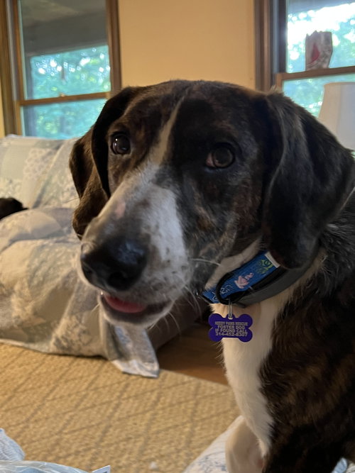 Joker, an adoptable Mountain Cur in St. Louis, MO