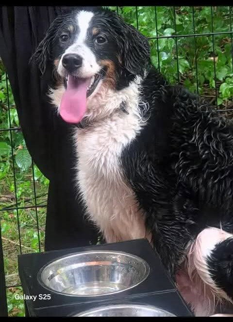 Broski, an adoptable Bernese Mountain Dog in St. Louis, MO