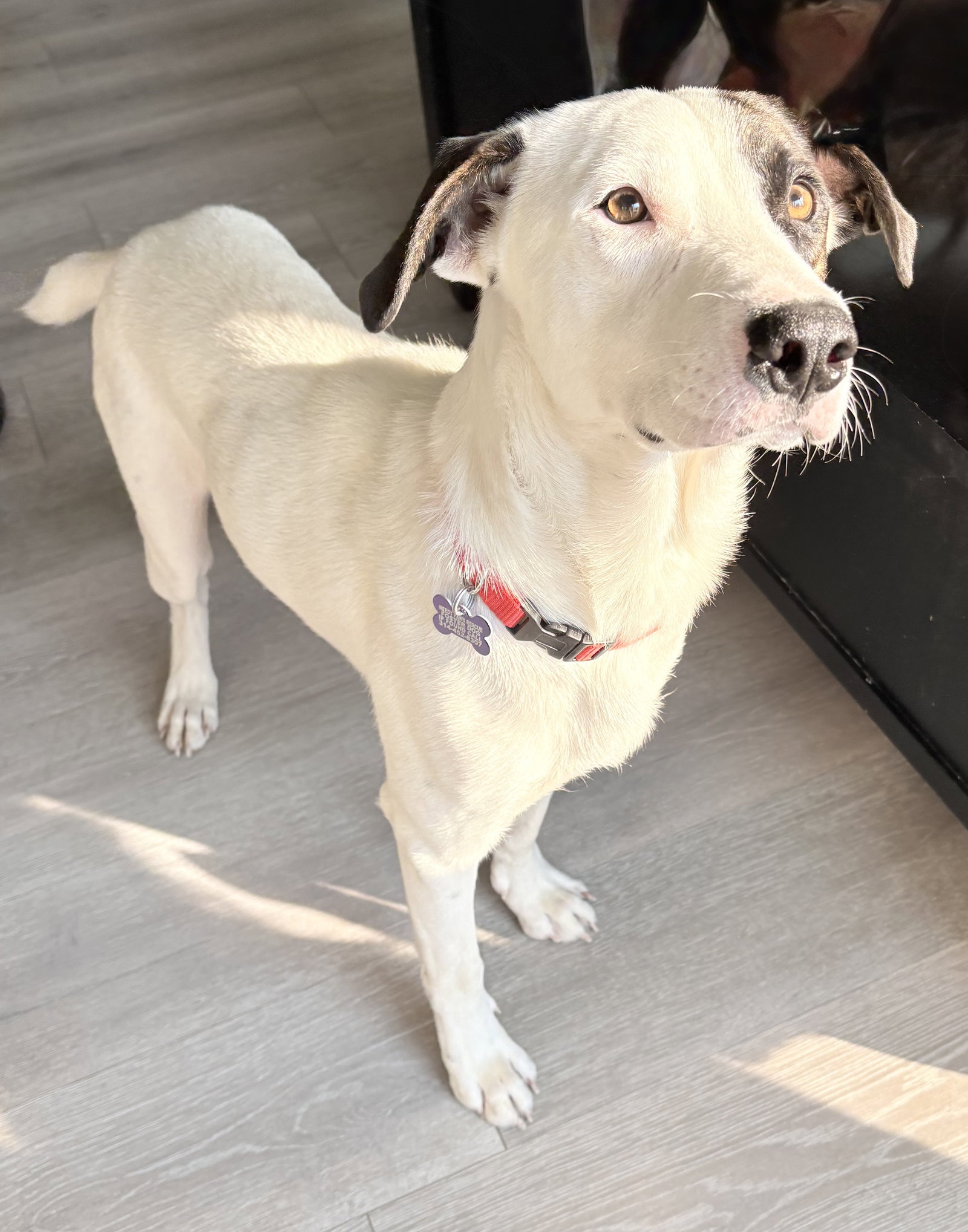 Patch, Border Collie
