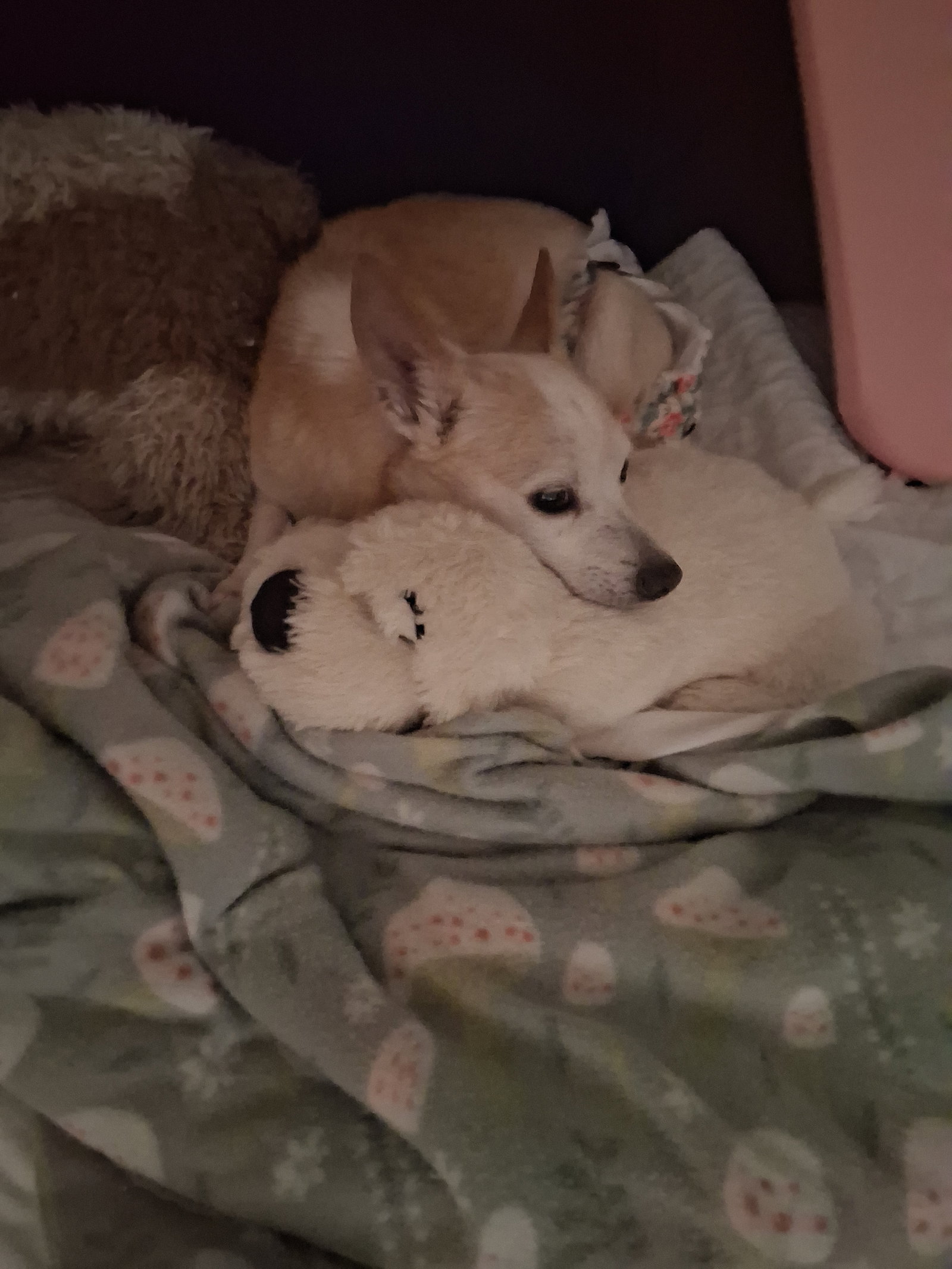 Pinto Bean, Terrier