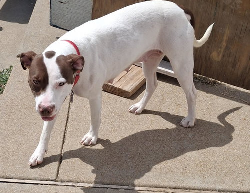 Catania, a dog for adoption from Needy Paws Rescue