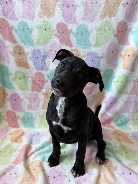 Photo 2 of Junebug