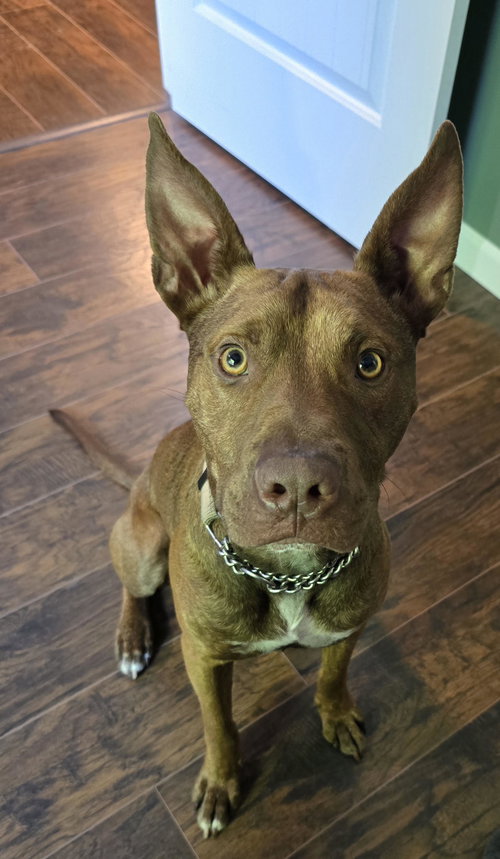 Wick, a dog for adoption from Needy Paws Rescue
