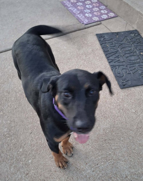 Sissy, a dog for adoption from Needy Paws Rescue