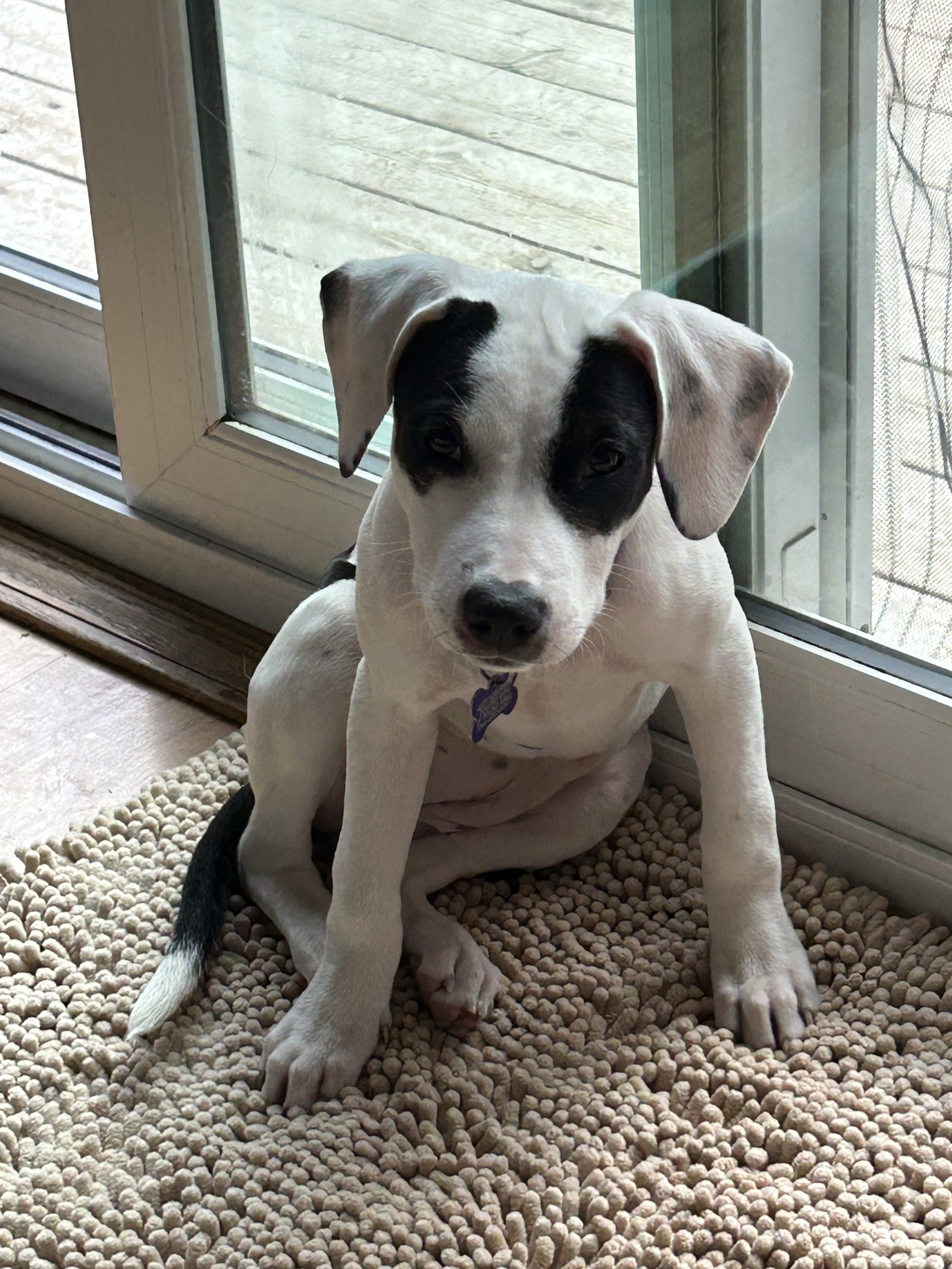 Tefita, Terrier