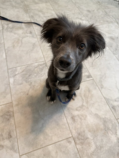 Missy, Border Collie