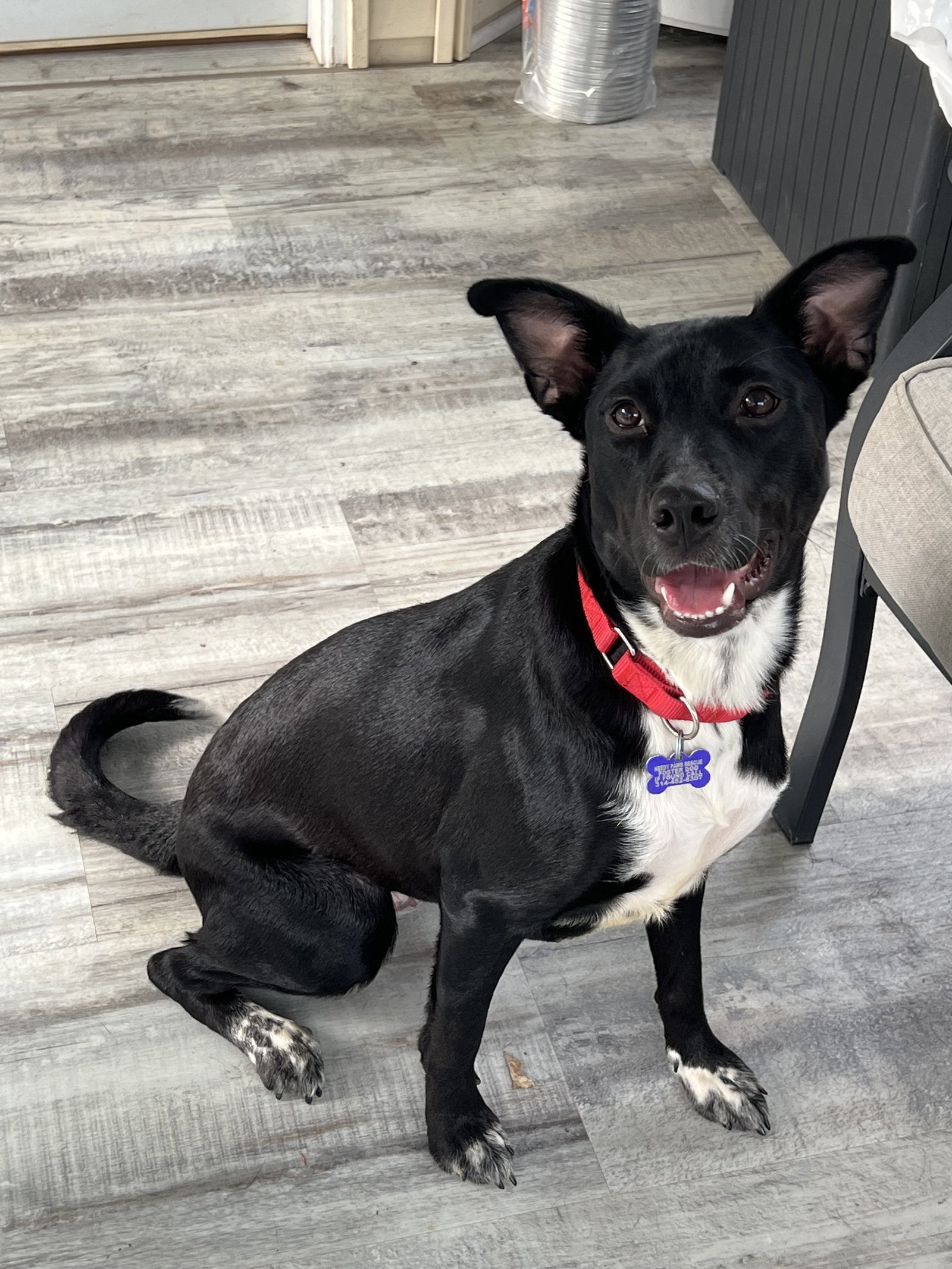 Mya, Border Collie