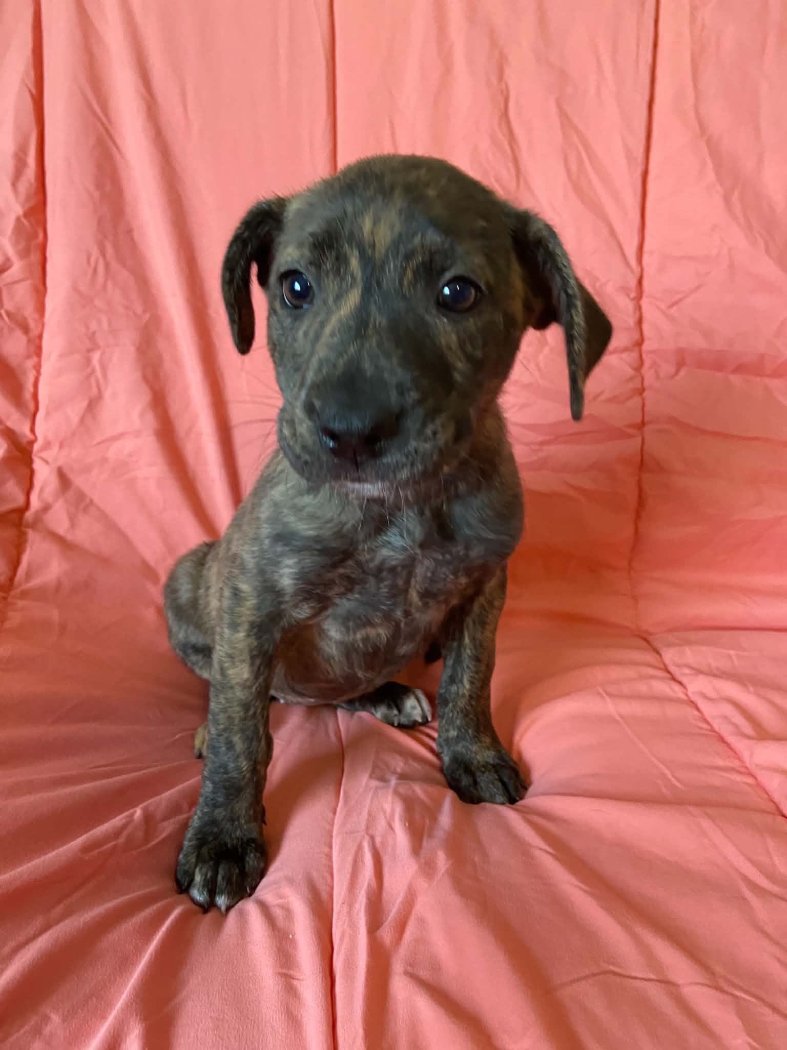 Tala, Plott Hound
