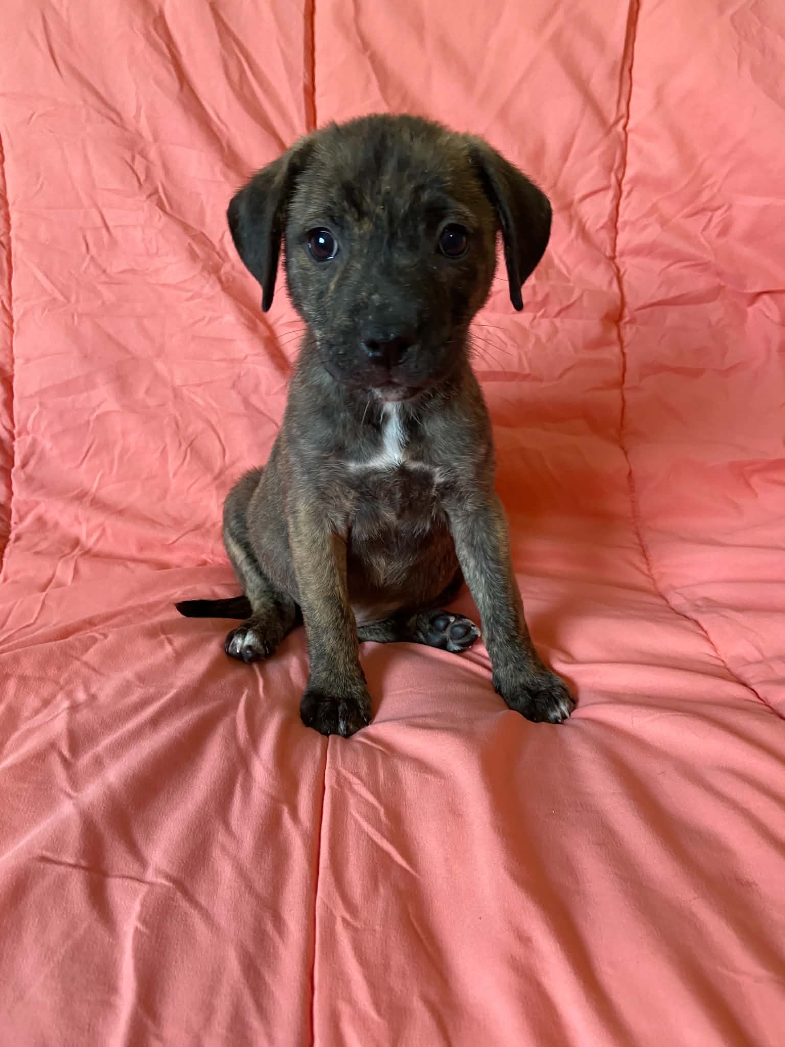 Alani, Plott Hound