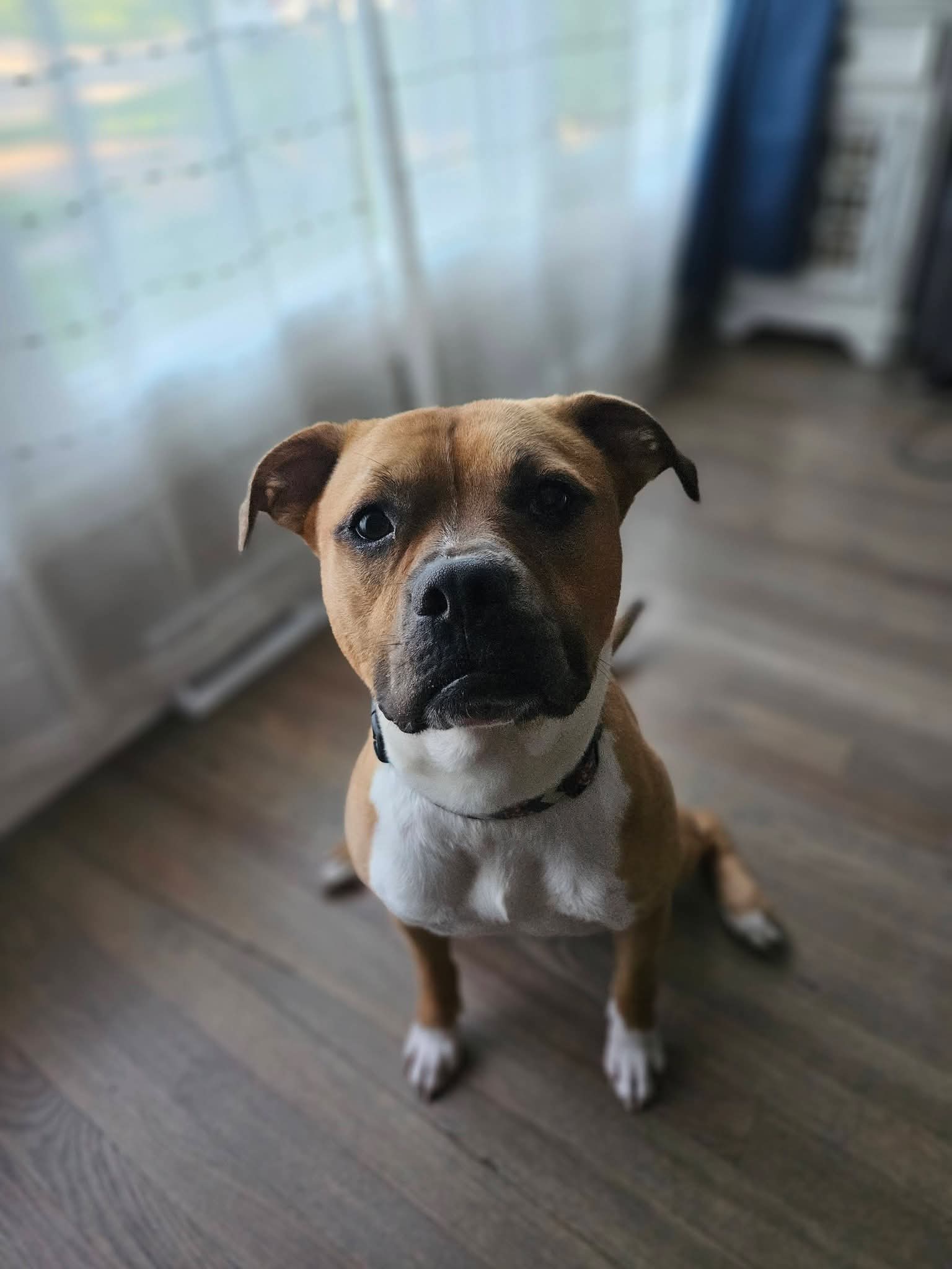 Gummy Worm, Boxer