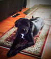 Nellie