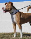 Capone