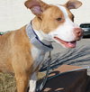 Capone