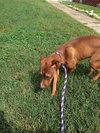 Roxie
