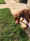 Roxie