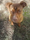 Roxie