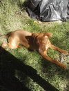Roxie