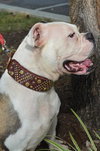 Stella