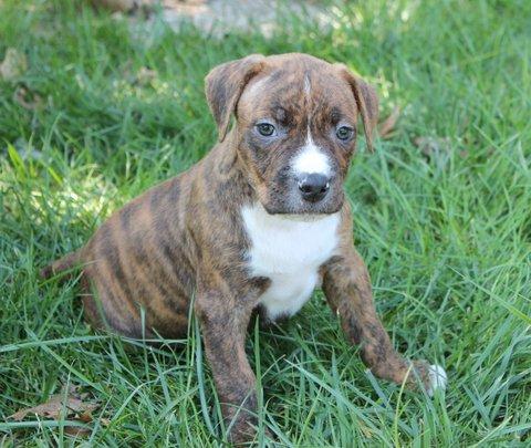 Murphy