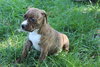 Murphy