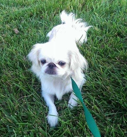 Dolly