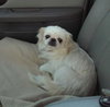 Dolly