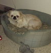 Dolly