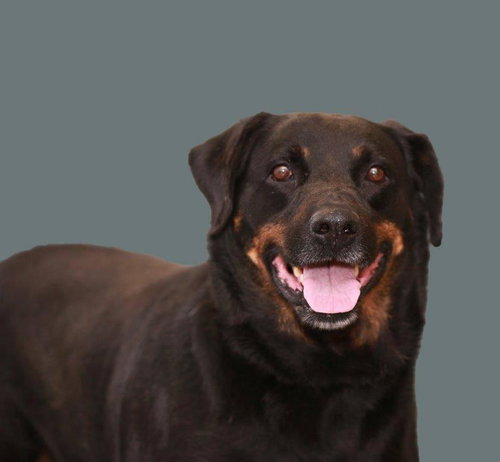 Rosie