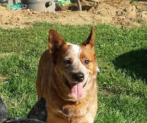 Otis