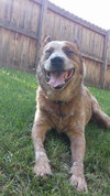 Otis