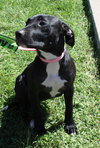 Dottie
