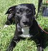 Dottie
