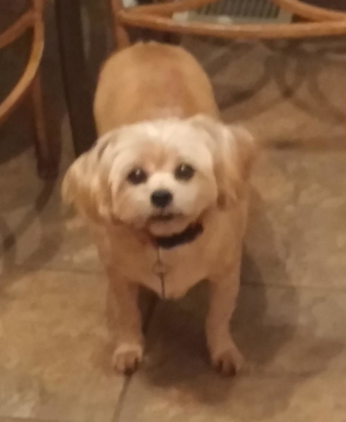 Chester