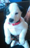 Cujo