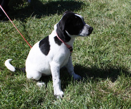 Cora