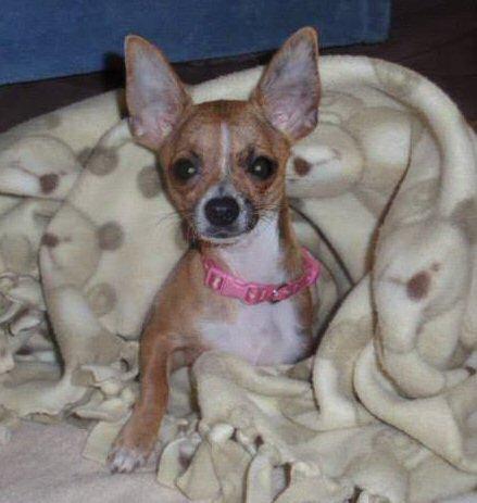 Tinker Bell