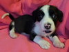 Dozer