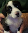 Dozer