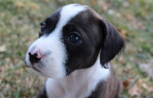 Domino