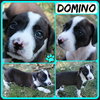 Domino