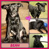 Bean