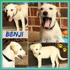 Benji