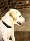 Benji