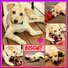 Biscuit
