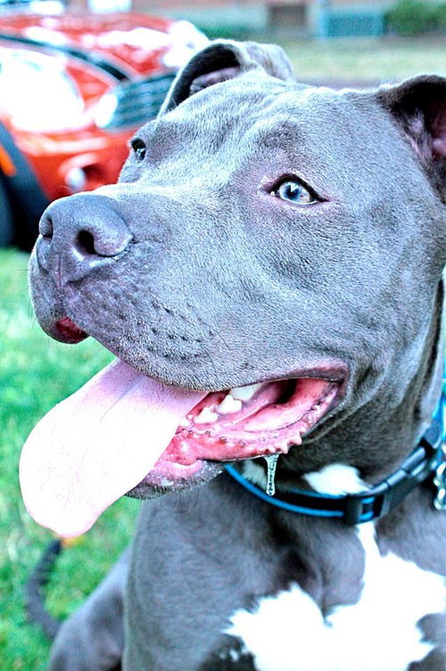 Diesel