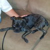 Odie